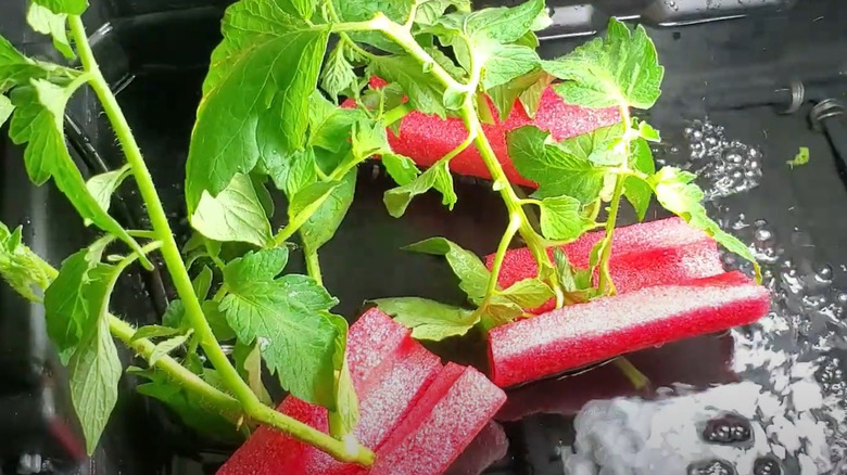 Tomato stems placed in halved pool noodles grow in bin of water.