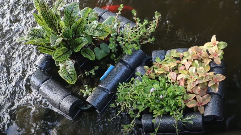 Water plants float in containers in a koi pond.
