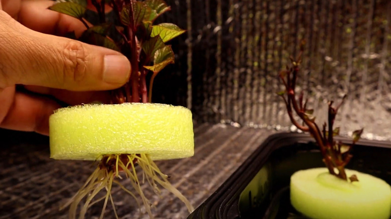 Man holds sweet potato sprout, with pool noodle ring around roots.