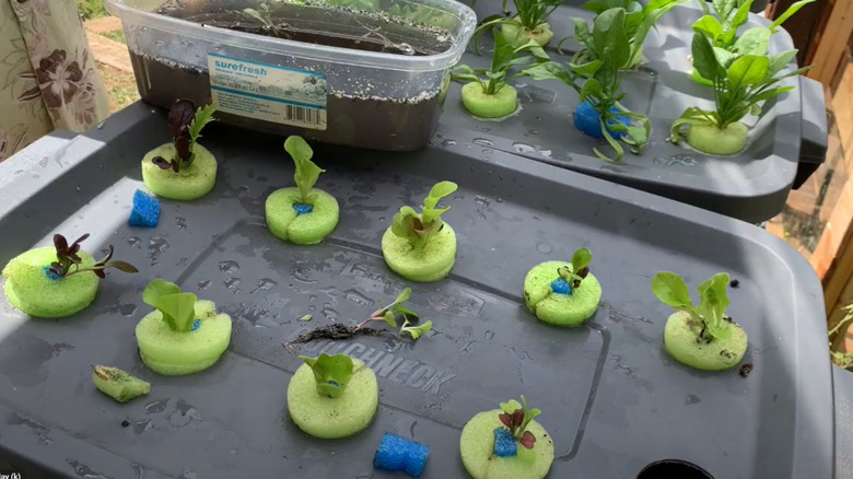 Sprouts grow from a pool noodle fixed in a hole of the cover of a plastic container.