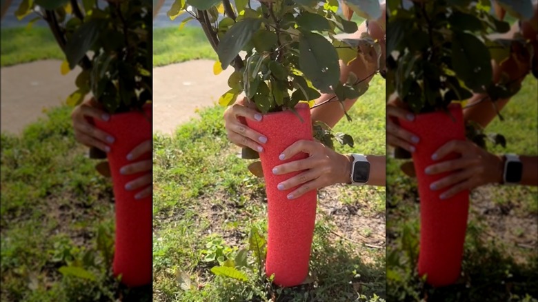 Woman uses a piece of pool noodle to reinforce a plant.