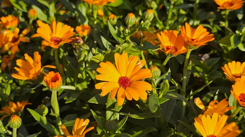 Orange calendula flowers among green leaves