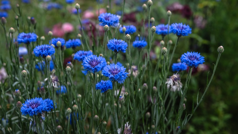 A patch of blue cornflowers and green stems