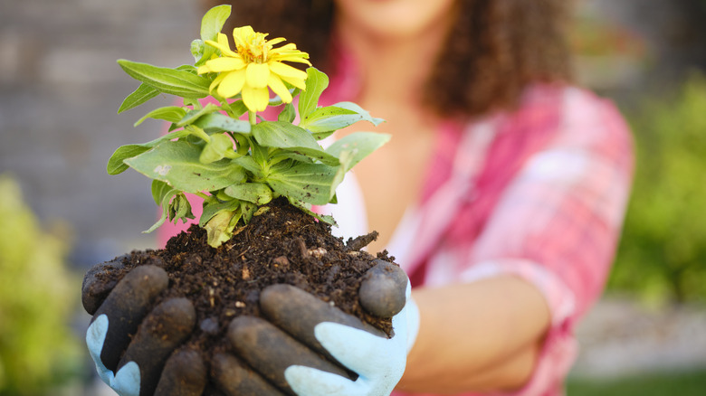 A woman holding up a yellow flower with soil in her gloved hands