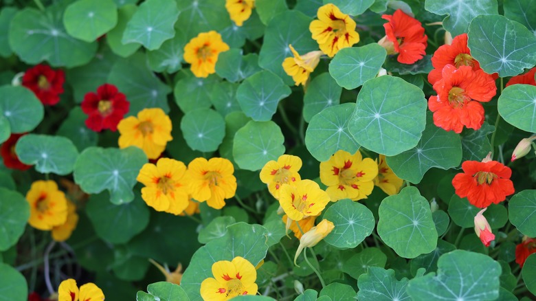 Red and yellow nasturtium flowers with green foliage
