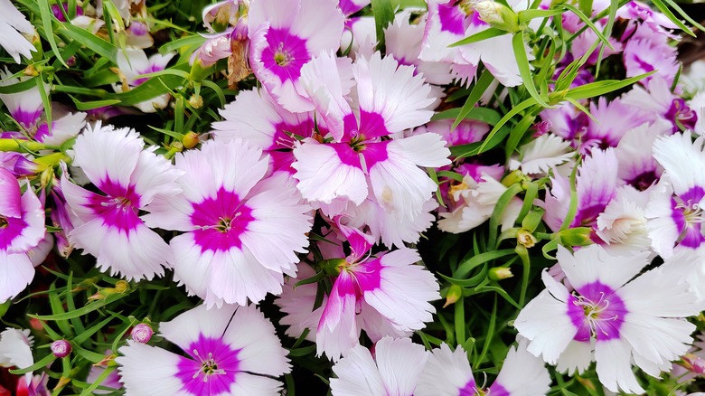 Closeup of pink and fuchsia dianthus flowers