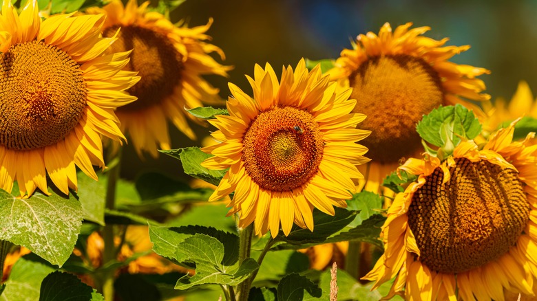 Yellow sunflowers in bloom being visited by a bee