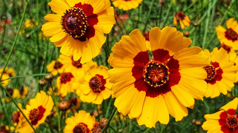 Closeup of yellow and red plains coreopsis