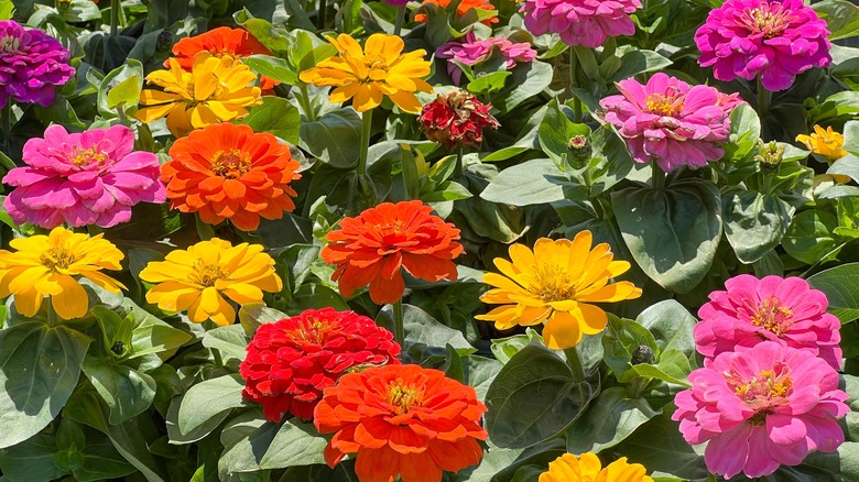 Yellow, orange, pink, and red zinnias blooming with green foliage