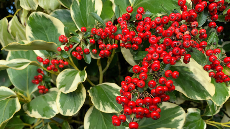 Red berries grow on a firethorn bush.