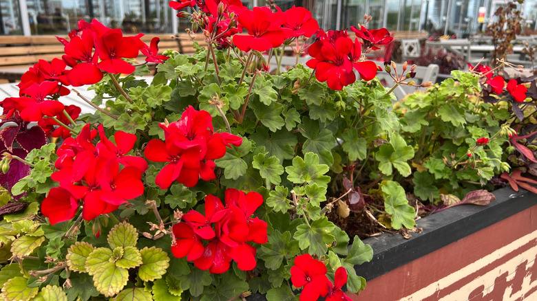 Red geraniums grow in a pot.