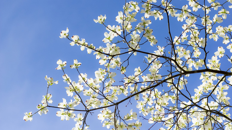 Dogwood branches bloom with blue sky overhead.