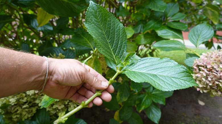 Man holds hydrangea leaf cutting.