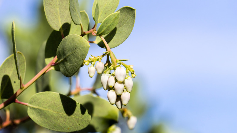 Close-up of manzanita blooms on a branch.