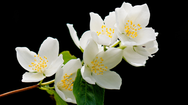 Close up view of white mock orange flowers on a stem.