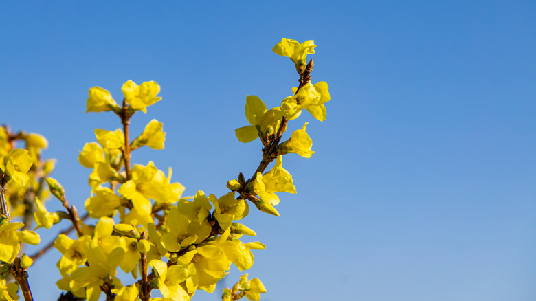 Yellow forsythia blooms against a blue sky.