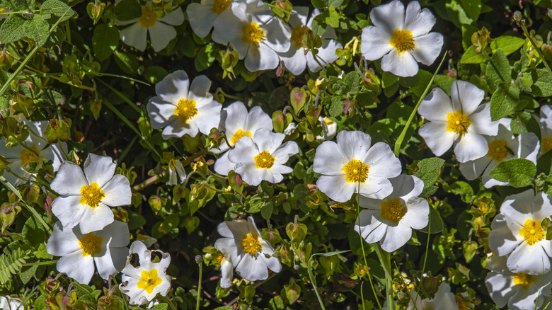 Close in view of several white rock flowers.