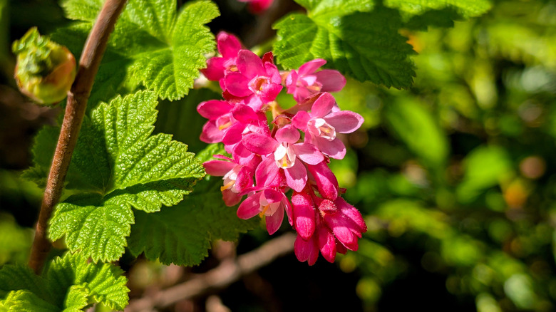 Close up view of fuscia flowers on