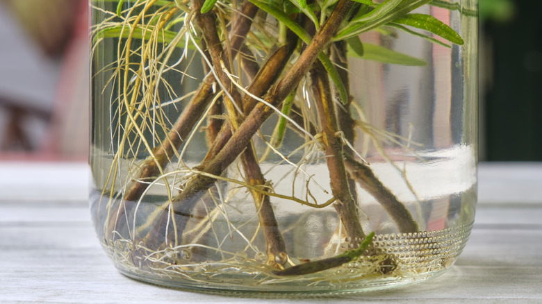 Rosemary cuttings growing roots in a jar of water.