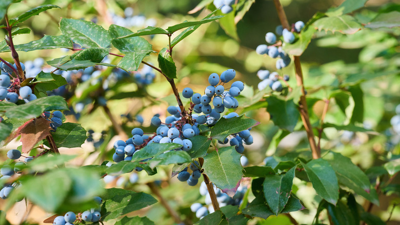 Blue berries grow on an Oregon grape bush.