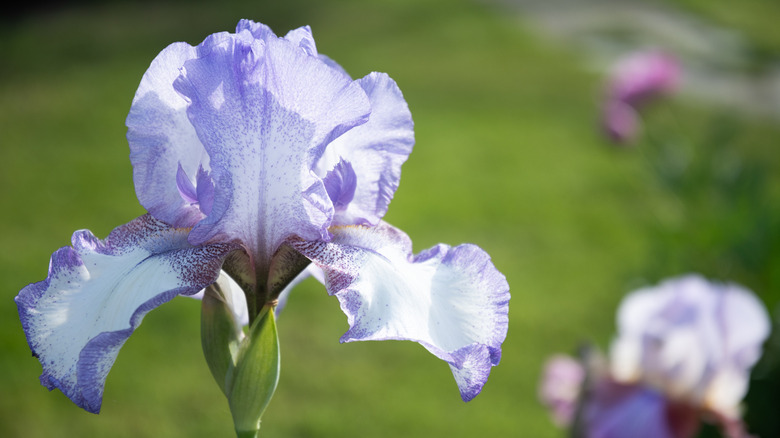 A white iris with purple edges reaches toward the sun.