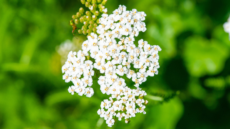 A top view of a single white clumping bishop's weed flower.