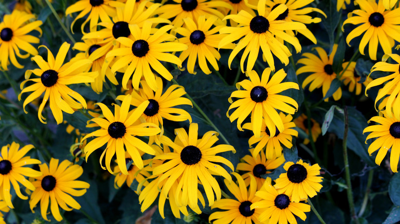Black-eyed Susans bloom in a bunch.