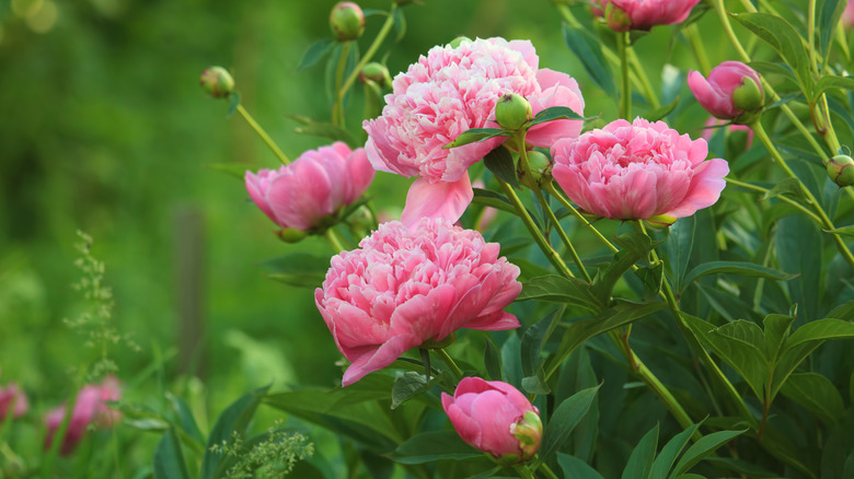 Pink peonies unfurl layered petals.
