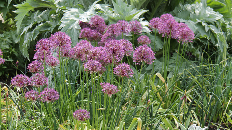 A group of allium flowers grow together.
