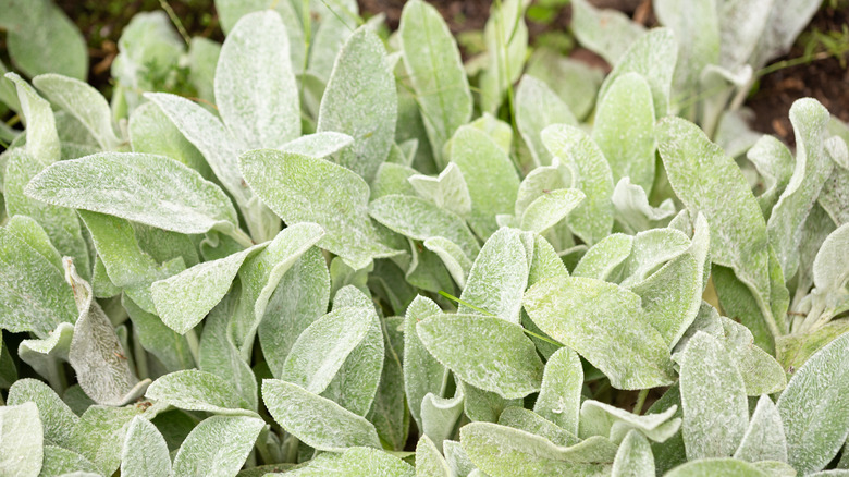Close up view of the soft leaves of lamb's ear.