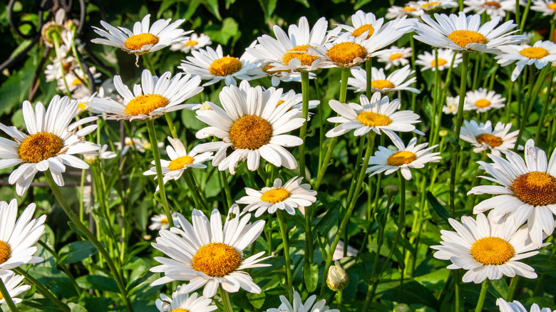 A clump of white shasta daisies bloom together.