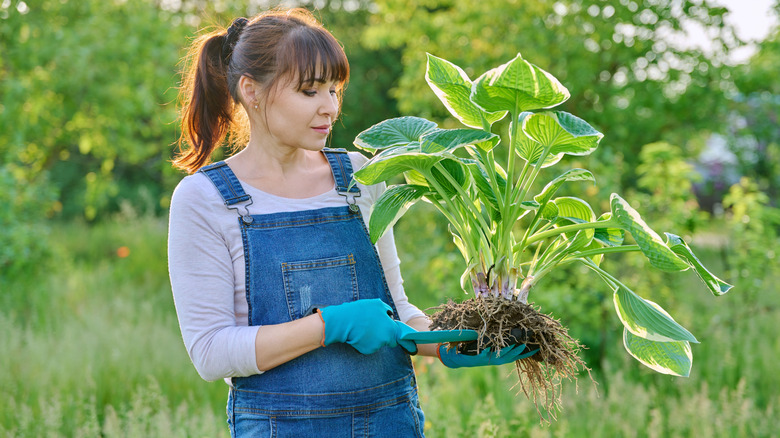 A woman wearing overalls, a white shirt, a ponytail, and blue gloves is looking at a giant hosta plant in her hands that needs dividing