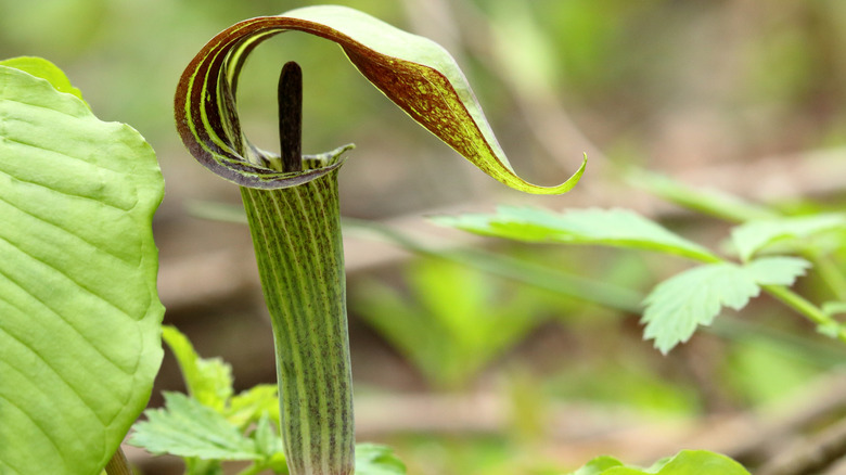 A side view of a single Jack in the pulpit flower.