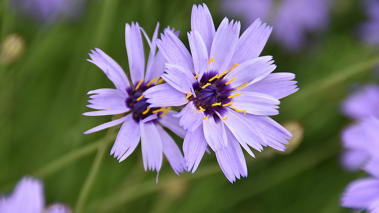 A zoomed in view of two lilac cupid's dart flowers.