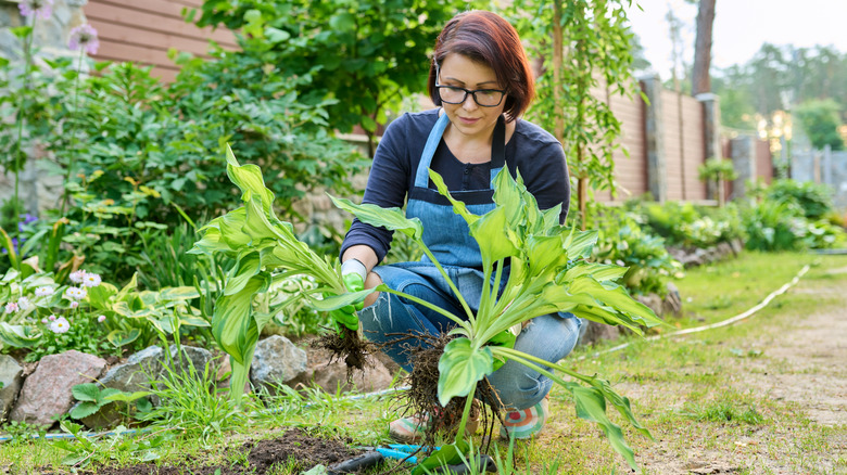 Woman divides a hosta plant.