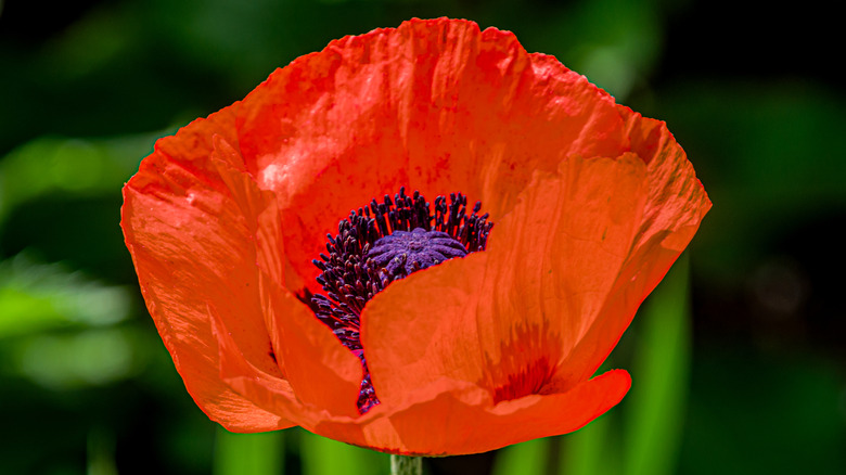 Close-up view of a red poppy flower reveals a purple center.