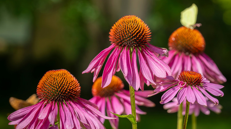 Several coneflowers grow together.