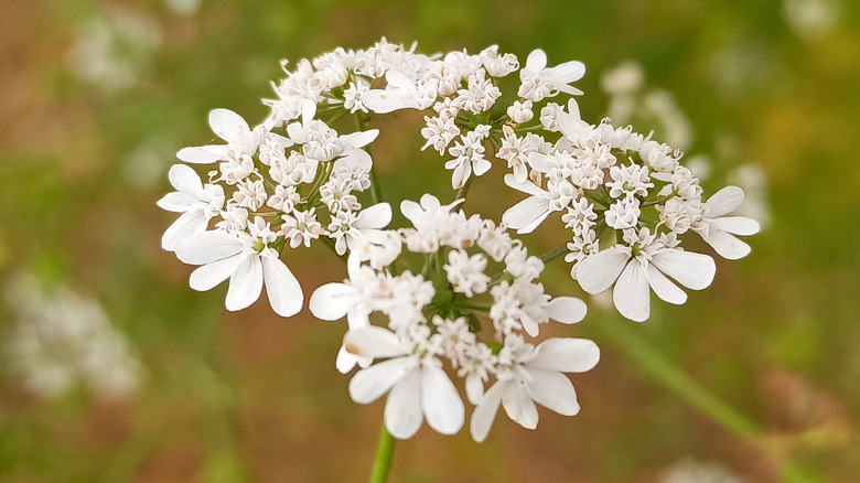 Close up view of a cilantro flower