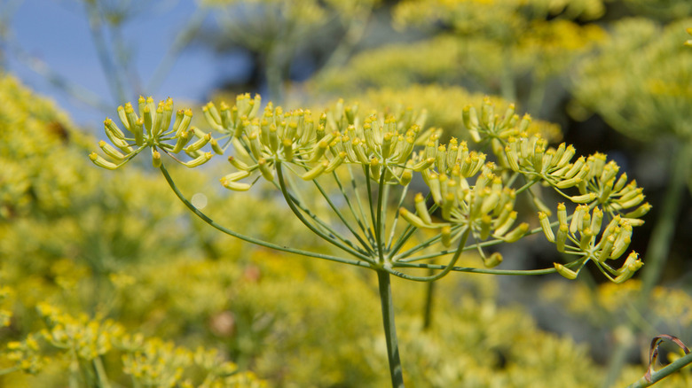 Close in view of a clump of fennel flowers about to bloom.