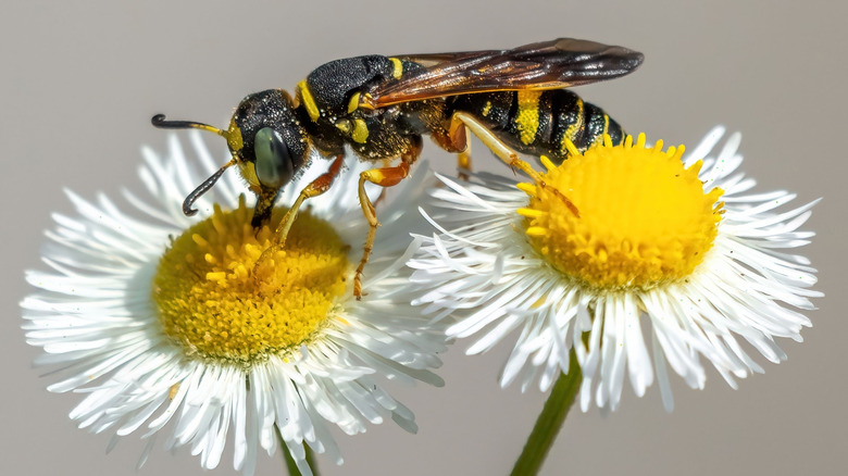A wasp feeds from a fleabane flower with white petals and a yellow center.