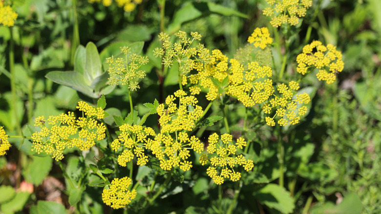 Clusters of golden Alexander grow in the sun.