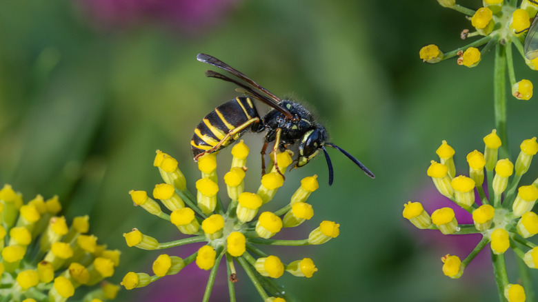 A wasp sits on a yellow flower.