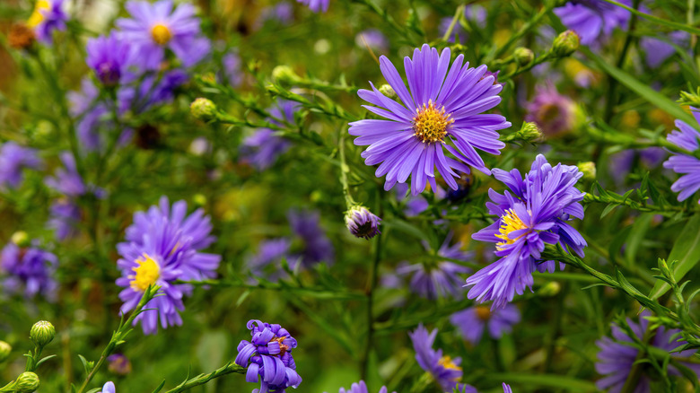 Purple New England asters grow in a clump.