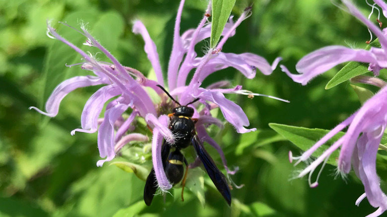A solitary wasp feeds off a beebalm flower.