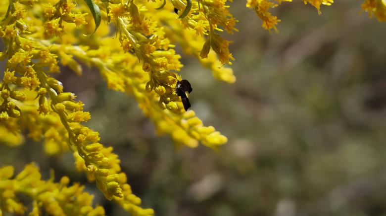 Wasp feeding on goldenrod.