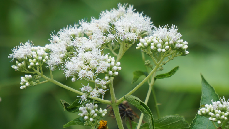 White clumping boneset flowers grow together.
