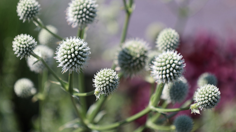Zoomed in picture of round white globes of beargrass.