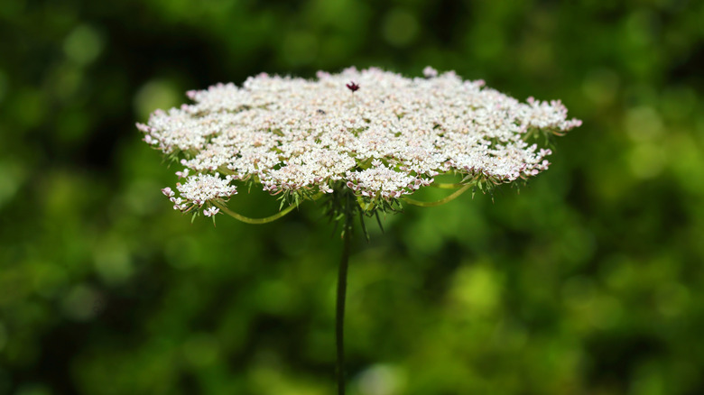 A close in view of Queen Anne's lace, a white cluster of tiny flowers
