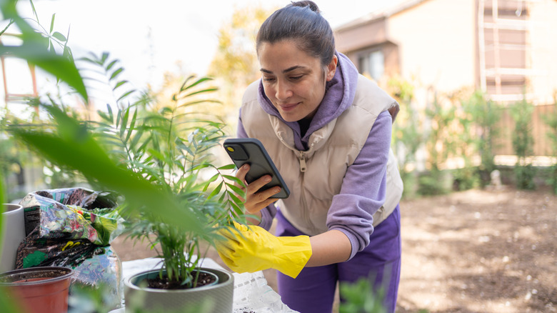 A woman wearing yellow gloves uses a smartphone to analyze a potted palm