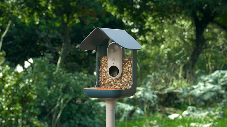 The Birdbuddy Pro in green against an outdoor background